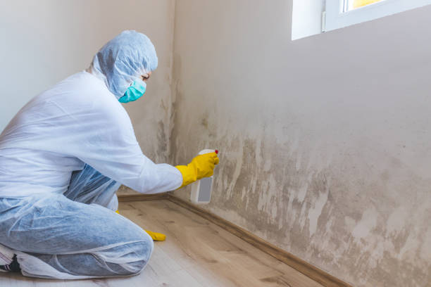 Licensed Mold Testing service in Henderson, KY - WQB Mold Removal