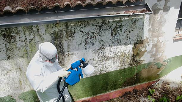Top rated local Mold Testing specialists in Henderson, KY